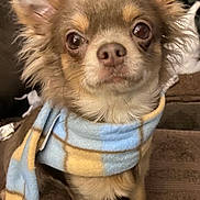 River is registered to the contest to win money with this photo: dog, small_dog, chihuahua, scarf, blue_scarf, yellow_scarf, pet, fluffy, ears, brown_fur, indoor, cozy, cute, portrait, sitting, animal, looking, closeup, expression, fur