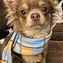 dog, small_dog, chihuahua, scarf, blue_scarf, yellow_scarf, pet, fluffy, ears, brown_fur, indoor, cozy, cute, portrait, sitting, animal, looking, closeup, expression, fur