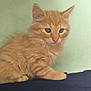 Shadow participe au concours pour gagner de l'argent avec cette photo : kitten, cat, orange_cat, fluffy, pet, animal, feline, cute, indoor, young, fur, whiskers, ears, portrait, sitting, domestic_cat, closeup, soft, background, curious