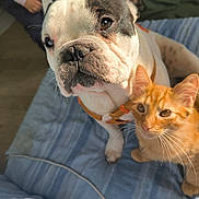 Shadow participe au concours pour gagner de l'argent avec cette photo : french_bulldog, dog, orange_cat, cat, pet, close_up, indoor, blanket, striped, furniture, sunlight, curious, calm, animal, companion, cute, whiskers, ears, nose, fur