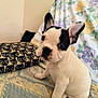 puppy, dog, french_bulldog, white, black, cute, pet, indoor, blanket, cushion, pattern, floral, face, animal, young, sitting, looking, curious, adorable, cozy