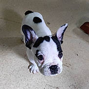 Buzz a rejoint le concours — aidez-le/la à gagner de superbes lots ! puppy, dog, black_and_white, small_dog, pet, indoor, floor, ears, cute, animal, canine, looking_up, spot, young_dog, domestic_animal, whiskers, nose, fur, four_legs, companion