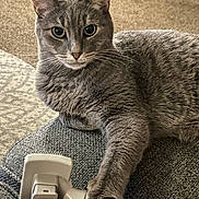 Tuna is registered to the contest to win money with this photo: cat, gray_cat, pet, feline, paw, couch, furniture, carpet, indoor, grooming_tool, relaxed, animal, whiskers, ears, fur, close_up, home, resting, domestic_animal, mammal