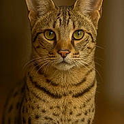 Sun a rejoint le concours — aidez-le/la à gagner de superbes lots ! cat, close_up, portrait, animal, feline, yellow_eyes, whiskers, brown_fur, spotted_fur, striped_fur, ears, nose, soft_background, indoor, pet, mammal, focused, alert, cute, natural_light