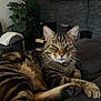 animal, cat, closeup, couch, domestic_animal, ears, fur, furniture, home, indoor, living_room, mammal, paws, pet, plant, relaxed, resting, tabby, television, whiskers