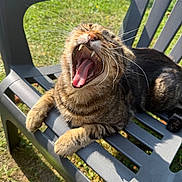 Bouba a rejoint le concours — aidez-le/la à gagner de superbes lots ! animal, cat, chair, closeup, daylight, feline, grass, nature, outdoor, paw, pet, plastic_chair, relaxing, shadow, sunlight, tabby_cat, teeth, tongue, whiskers, yawning