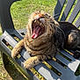 animal, cat, chair, closeup, daylight, feline, grass, nature, outdoor, paw, pet, plastic_chair, relaxing, shadow, sunlight, tabby_cat, teeth, tongue, whiskers, yawning