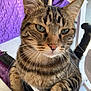 animal, bed, cat, close_up, curious, cute, domestic_cat, floor, fur, furniture, green_eyes, indoor, mammal, paw, pet, portrait, purple_bedspread, striped, tabby, whiskers