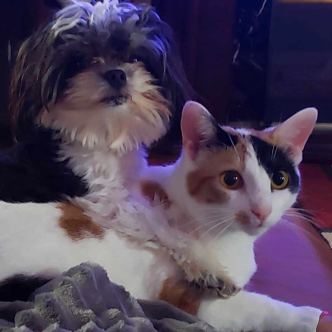 Natalie joined the competition — help win amazing prizes! cat, dog, pet, animal, calico_cat, fluffy_dog, cuddling, indoors, blanket, close_up, portrait, whiskers, fur, paws, ears, eyes, nose, cozy, colorful_lighting, companions