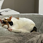 Natalie is registered to the contest to win money with this photo: cat, calico_cat, sleeping, curled_up, pet, animal, paw, pink_paw_pads, couch, sofa, blanket, cozy, indoors, home, laptop, electronics, gray, white_fur, black_fur, orange_fur