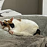 cat, calico_cat, sleeping, curled_up, pet, animal, paw, pink_paw_pads, couch, sofa, blanket, cozy, indoors, home, laptop, electronics, gray, white_fur, black_fur, orange_fur