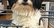 Liam joined the competition — help win amazing prizes! dog, small_dog, fluffy, black_and_white, long_hair, portrait, indoor, pet, animal, sitting, looking_at_camera, metal_gate, crate, brown_floor, shelves, bottles, white_fur, black_fur, cute, close_up