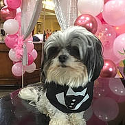 Liam joined the competition — help win amazing prizes! dog, shih_tzu, pet, tuxedo, bow_tie, black_and_white, long_hair, fluffy, sitting, portrait, balloons, pink, party, celebration, indoors, table, reflection, formalwear, cute, funny
