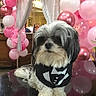 dog, shih_tzu, pet, tuxedo, bow_tie, black_and_white, long_hair, fluffy, sitting, portrait, balloons, pink, party, celebration, indoors, table, reflection, formalwear, cute, funny