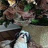 Liam is registered to the contest to win money with this photo: dog, puppy, small_dog, black_and_white, fluffy, long_hair, sitting, indoors, christmas, christmas_tree, holiday, festive, ornaments, gold_decoration, ribbon, glitter, cushion, wood_floor, portrait, pet