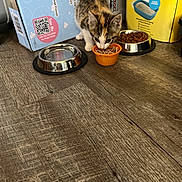 Willow joined the competition — help win amazing prizes! kitten, calico, cat, food_bowl, water_bowl, wooden_floor, pet_food, cat_litter, indoor, small_animal, feline, eating, closeup, pet_care, domestic, young_animal, floor_texture, household, animal_feeding, cute