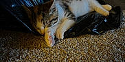 Willow is registered to the contest to win money with this photo: kitten, cat, sleeping, carpet, paw, plastic_bag, indoor, pet, fur, striped, whiskers, relaxed, cute, small, domestic_animal, animal, cozy, resting, soft, peaceful