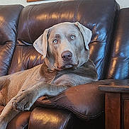 Smokey is registered to the contest to win money with this photo: animal, brown, canine, closeup, dog, domestic_animal, ears, eyes, furniture, home, indoor, leather_couch, lounge, mammal, pet, portrait, relaxed, resting, snout, table