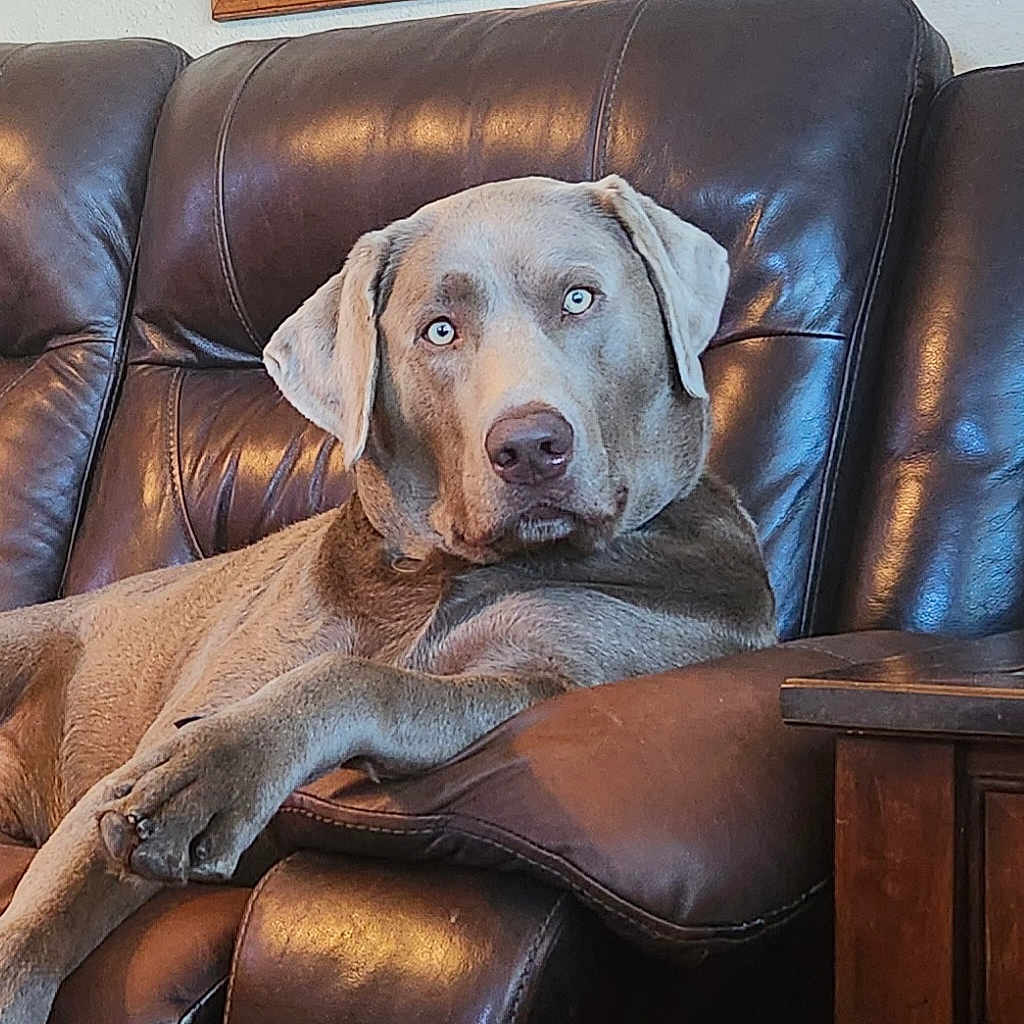 Smokey is registered to the contest to win money with this photo: animal, brown, canine, closeup, dog, domestic_animal, ears, eyes, furniture, home, indoor, leather_couch, lounge, mammal, pet, portrait, relaxed, resting, snout, table