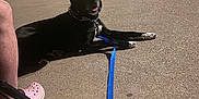 Bijorn is registered to the contest to win money with this photo: dog, black_dog, leash, chain_collar, parking_lot, night, streetlight, person, footwear, pink_crocs, socks, stroller_wheel, vehicle, pickup_truck, car, concrete, outdoor, resting, animal, urban
