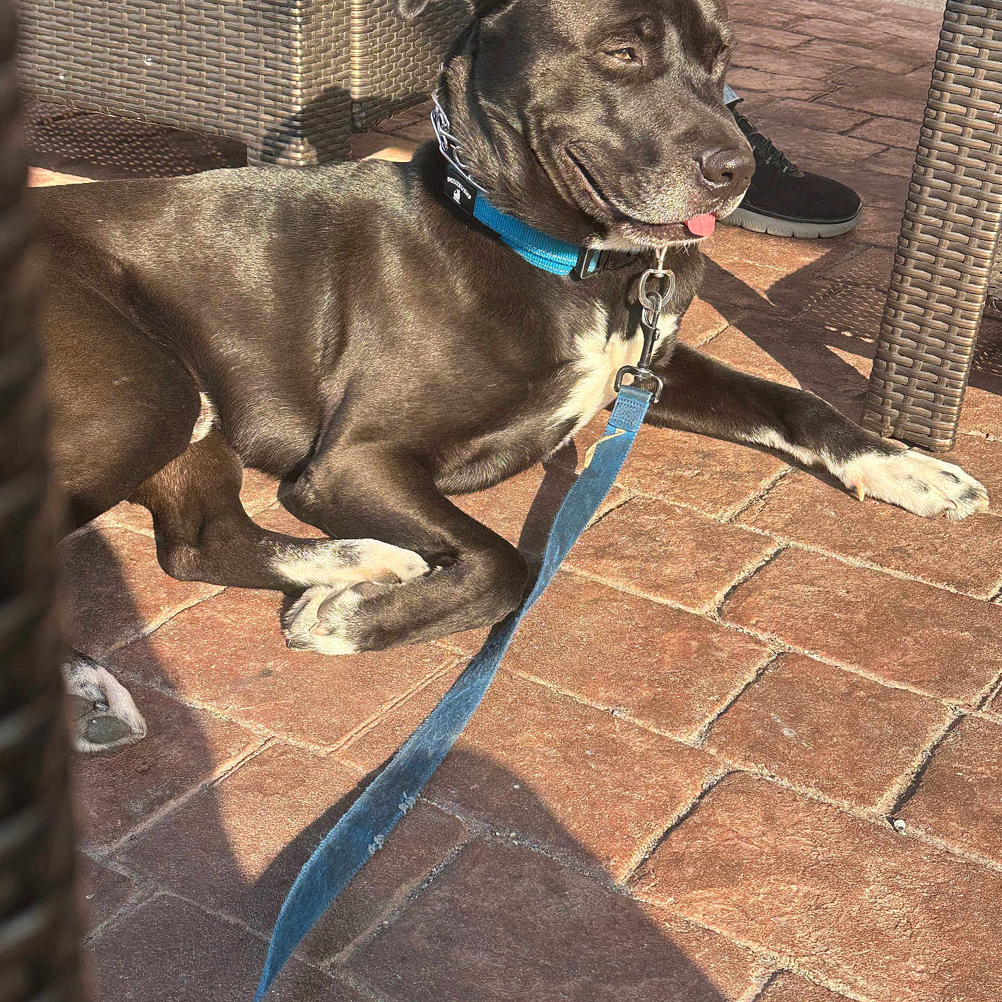 Bijorn joined the competition — help win amazing prizes! animal, black_dog, brick_floor, collar, dog, happy, jeans, leash, outdoor, patio, paw, person, pet, relaxed, resting, shadow, shoe, sunlight, tongue_out, wicker_chair