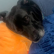 Bijorn joined the competition — help win amazing prizes! animal, black_dog, blanket, blue_blanket, close_up, collar, comfort, cozy, dog, ear, fur, indoor, nostrils, orange_pillow, pet, pillow, relaxed, resting, sleepy, snuggling