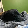 dog, black_dog, sleeping, blanket, bed, indoor, cozy, resting, pet, fur, nose, snout, quiet, calm, comfort, animal, closeup, relaxation, home, canine