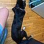 dog, black_dog, white_paws, chain_collar, wooden_floor, person_leg, blue_furniture, dog_bed, rope_toy, indoor, pet, resting, flooring, home, animal, canine, collar, toy, relaxing, domestic