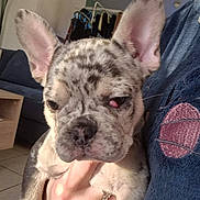 Athena participe au concours pour gagner de l'argent avec cette photo : animal, boxer, bulldog, canine, clothing, couch, dog, frenchbulldog, furniture, hound, indoors, interiordesign, pants, person, pet, pitbull, puppy, sleeping
