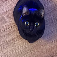 Scooby is registered to the contest to win money with this photo: black_cat, cat, wide_eyes, pet, animal, wooden_floor, indoor, fur, ears, whiskers, curious, looking_up, domestic_cat, cute, feline, alert, close_up, sitting, floor, blue_light