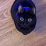 black_cat, cat, wide_eyes, pet, animal, wooden_floor, indoor, fur, ears, whiskers, curious, looking_up, domestic_cat, cute, feline, alert, close_up, sitting, floor, blue_light