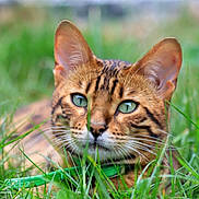 Skaadi joined the competition — help win amazing prizes! animal, bengal_cat, cat, close_up, collar, cute, domestic_cat, eyes, focus, fur, grass, green_eyes, mammal, nature, outdoor, pet, portrait, relaxing, summer, whiskers
