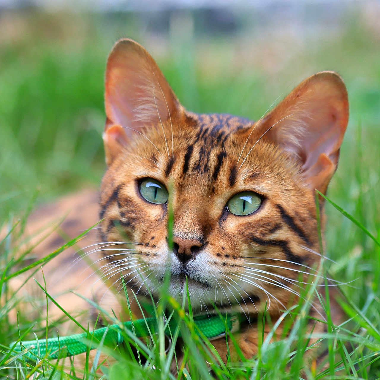 Skaadi joined the competition — help win amazing prizes! animal, bengal_cat, cat, close_up, collar, cute, domestic_cat, eyes, focus, fur, grass, green_eyes, mammal, nature, outdoor, pet, portrait, relaxing, summer, whiskers