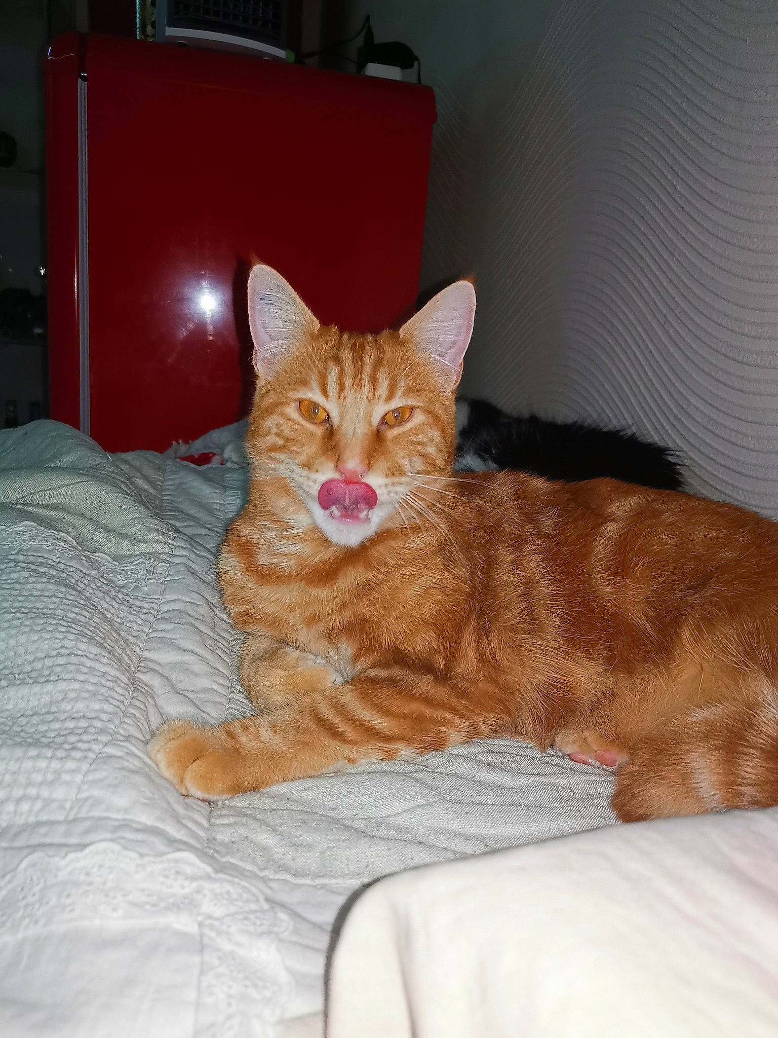 Piwi a rejoint le concours — aidez-le/la à gagner de superbes lots ! bed, cabinetry, carnivore, cat, chest_of_drawers, comfort, fawn, felidae, fur, home_accessories, linens, paw, peach, small_to_medium_sized_cats, snout, tan, toe, tongue, vertebrate, whiskers