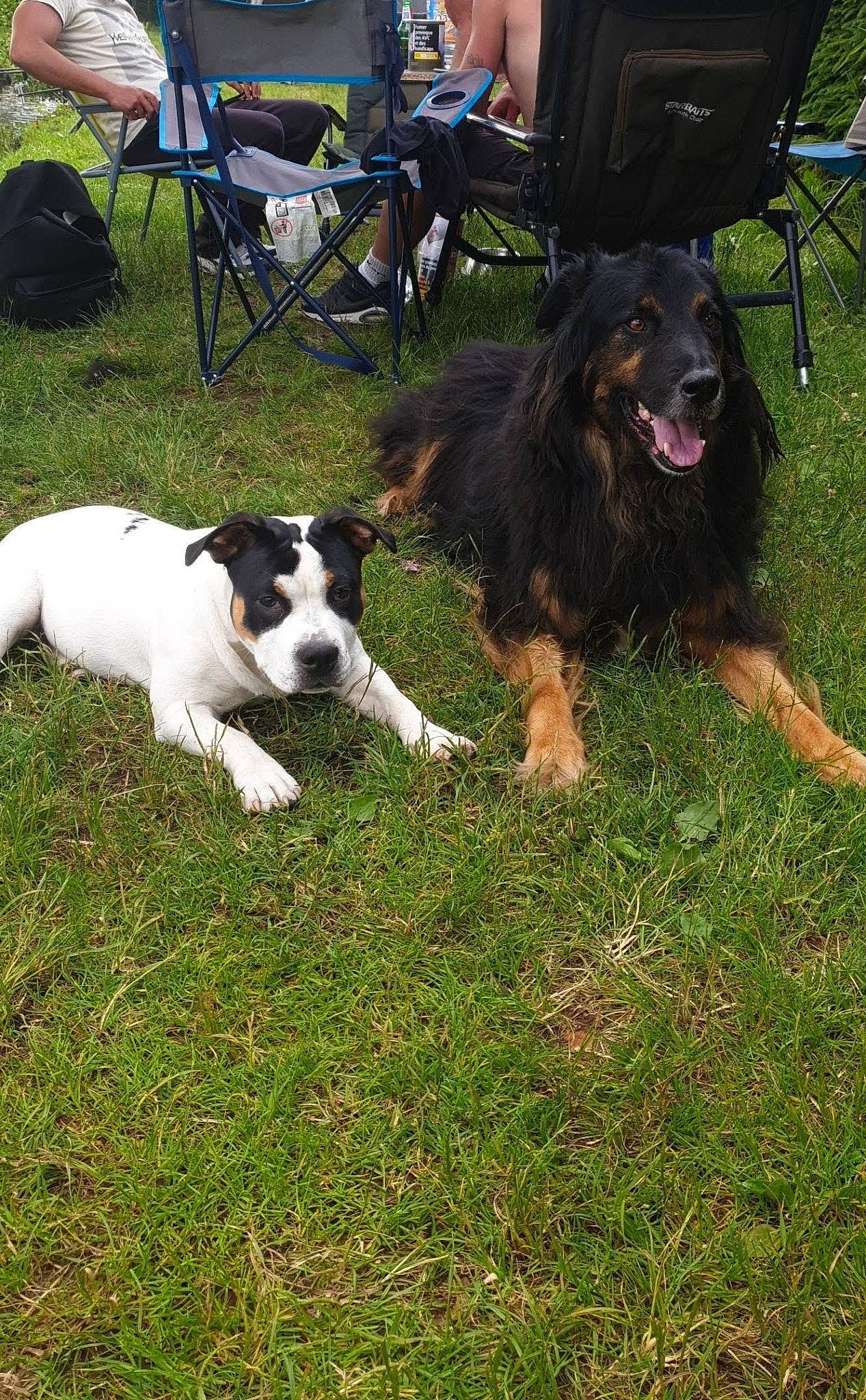 Elvis a rejoint le concours — aidez-le/la à gagner de superbes lots ! canidae, carnivore, chair, companion_dog, dog, dog_breed, giant_dog_breed, grass, guard_dog, gun_dog, herbaceous_plant, herding_dog, liver, mammal, plant, sporting_group, tail, vertebrate, working_dog