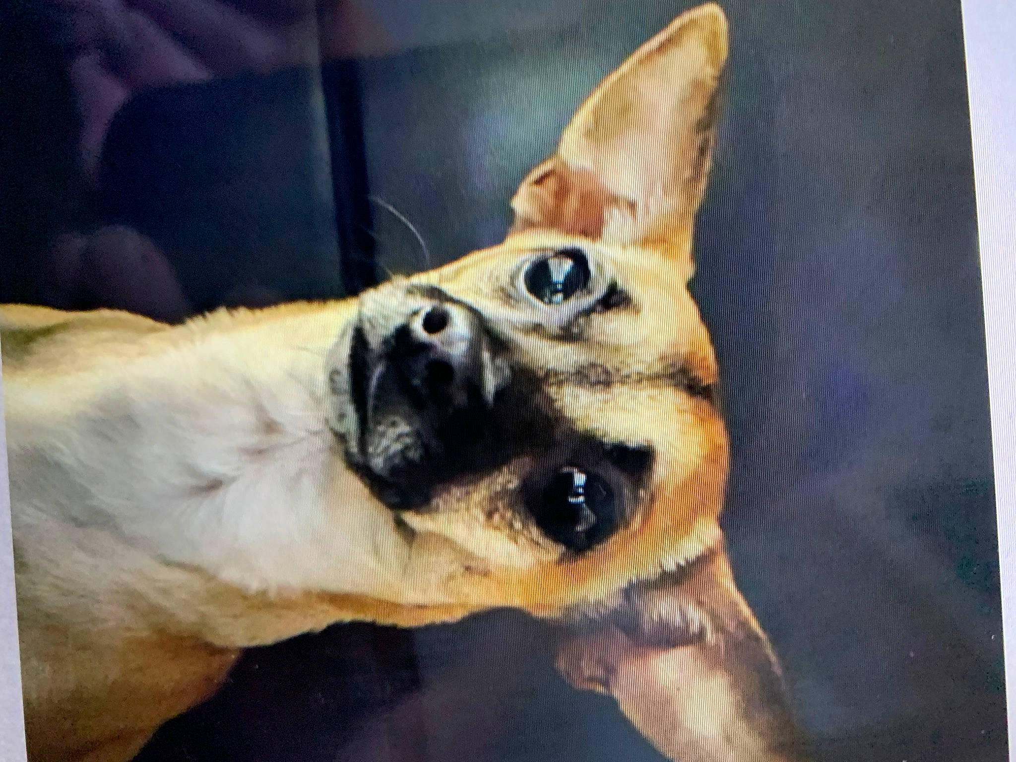 Diva is registered to the contest to win money with this photo: art, canidae, carnivore, collar, companion_dog, dog, dog_breed, ear, fawn, fur, jaw, paw, puppy, snout, sporting_group, tail, terrestrial_animal, whiskers, working_animal, working_dog