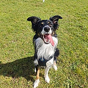 Cookie is registered to the contest to win money with this photo: dog, border_collie, grass, outdoor, pet, tongue_out, happy, sitting, black_and_white, canine, playful, sunlight, animal, ears_up, collar, nature, smiling, fur, daytime, friendly