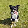dog, border_collie, grass, outdoor, pet, tongue_out, happy, sitting, black_and_white, canine, playful, sunlight, animal, ears_up, collar, nature, smiling, fur, daytime, friendly