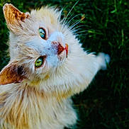 Honey joined the competition — help win amazing prizes! cat, animal, pet, fluffy, green_eyes, grass, outdoor, nature, cute, whiskers, fur, scruffy, mammal, looking_up, close_up, curious, wildlife, domestic_animal, adorable, soft