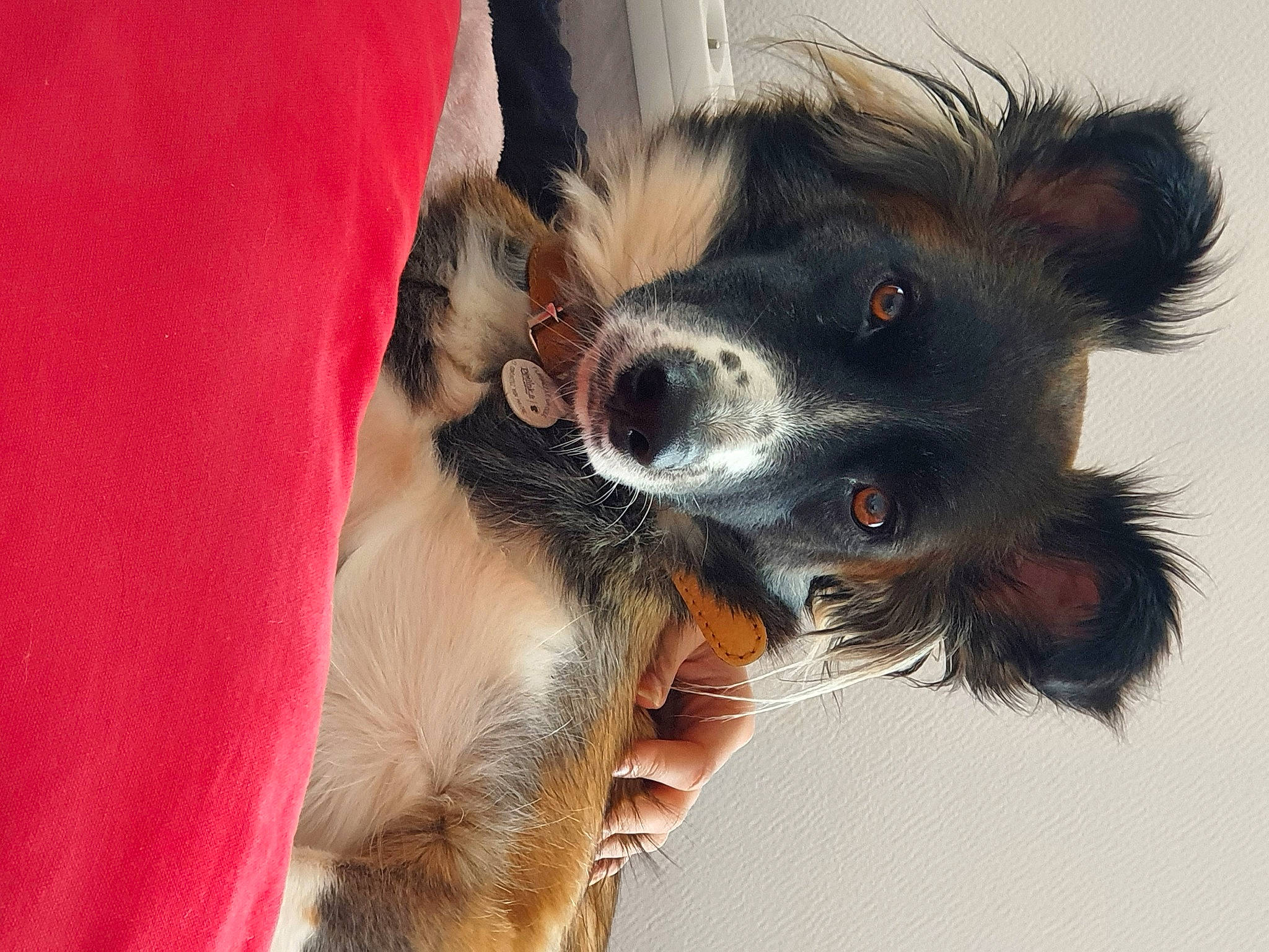 Chryspie a rejoint le concours — aidez-le/la à gagner de superbes lots ! canidae, carnivore, claw, collar, companion_dog, dog, dog_breed, dog_collar, ear, fawn, fur, paw, puppy, puppy_love, snout, sporting_group, toy_dog, whiskers, working_animal, working_dog