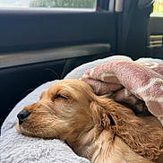 Appy participe au concours pour gagner de l'argent avec cette photo : dog, puppy, golden_retriever, sleeping, blanket, bed, car_interior, window, soft_light, cozy, fur, closeup, resting, pet, animal, relaxation, cute, indoors, comfort, warm
