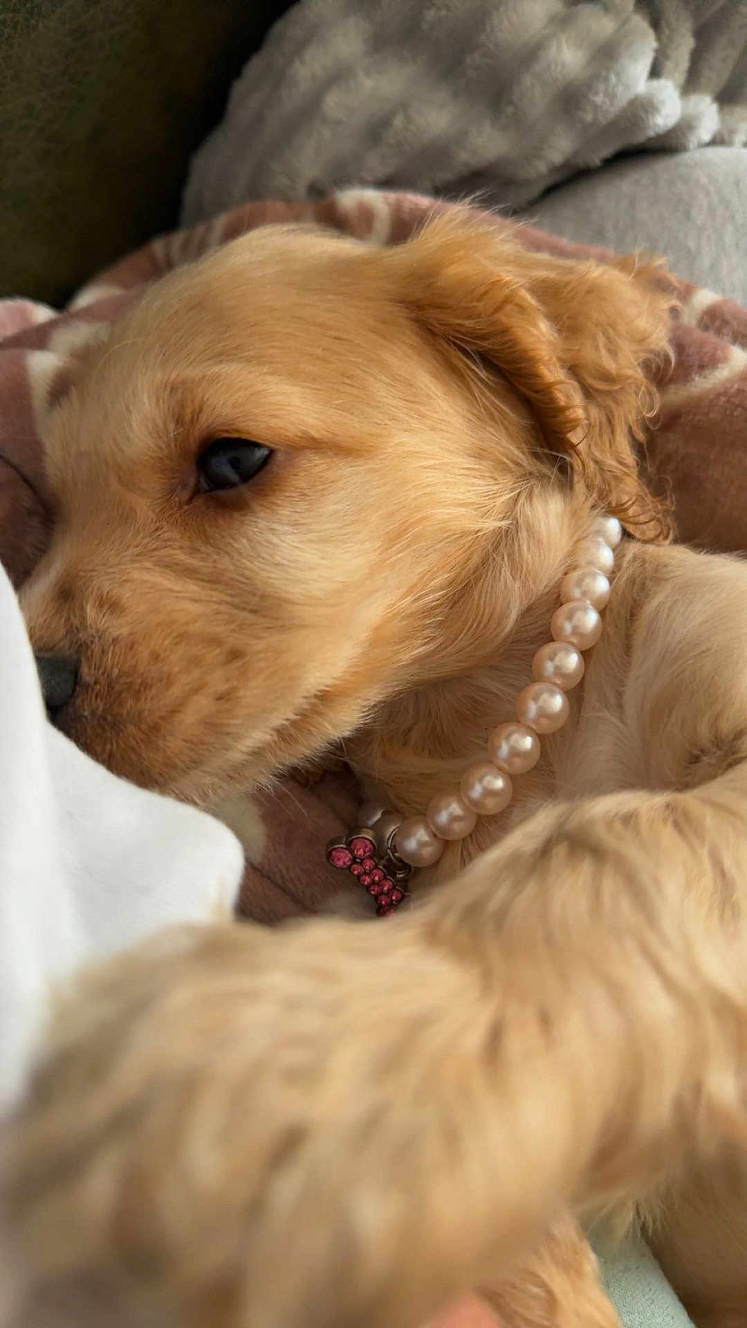 Appy participe au concours pour gagner de l'argent avec cette photo : puppy, dog, golden_fur, close_up, pearl_necklace, pet, cute, soft, blanket, resting, animal, fur, charm, cozy, indoor, adorable, sleepy, young_dog, mammal, companion