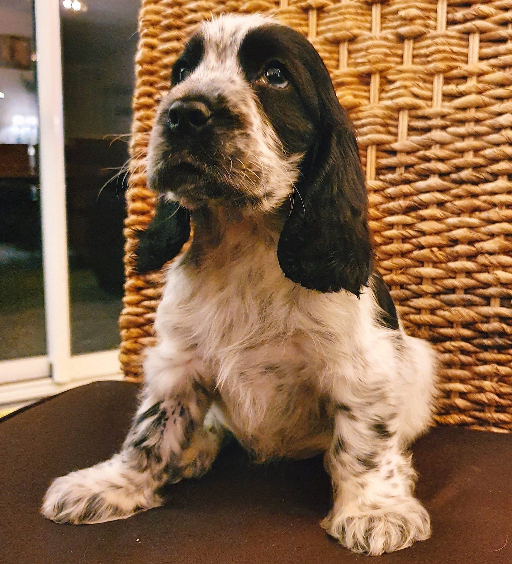 Ben a rejoint le concours — aidez-le/la à gagner de superbes lots ! american_cocker_spaniel, canidae, carnivore, cocker_spaniel, companion_dog, dog, dog_breed, english_cocker_spaniel, english_springer_spaniel, field_spaniel, french_spaniel, german_spaniel, king_charles_spaniel, mammal, rare_breed_dog, russian_spaniel, spaniel, sporting_group, vertebrate, welsh_springer_spaniel