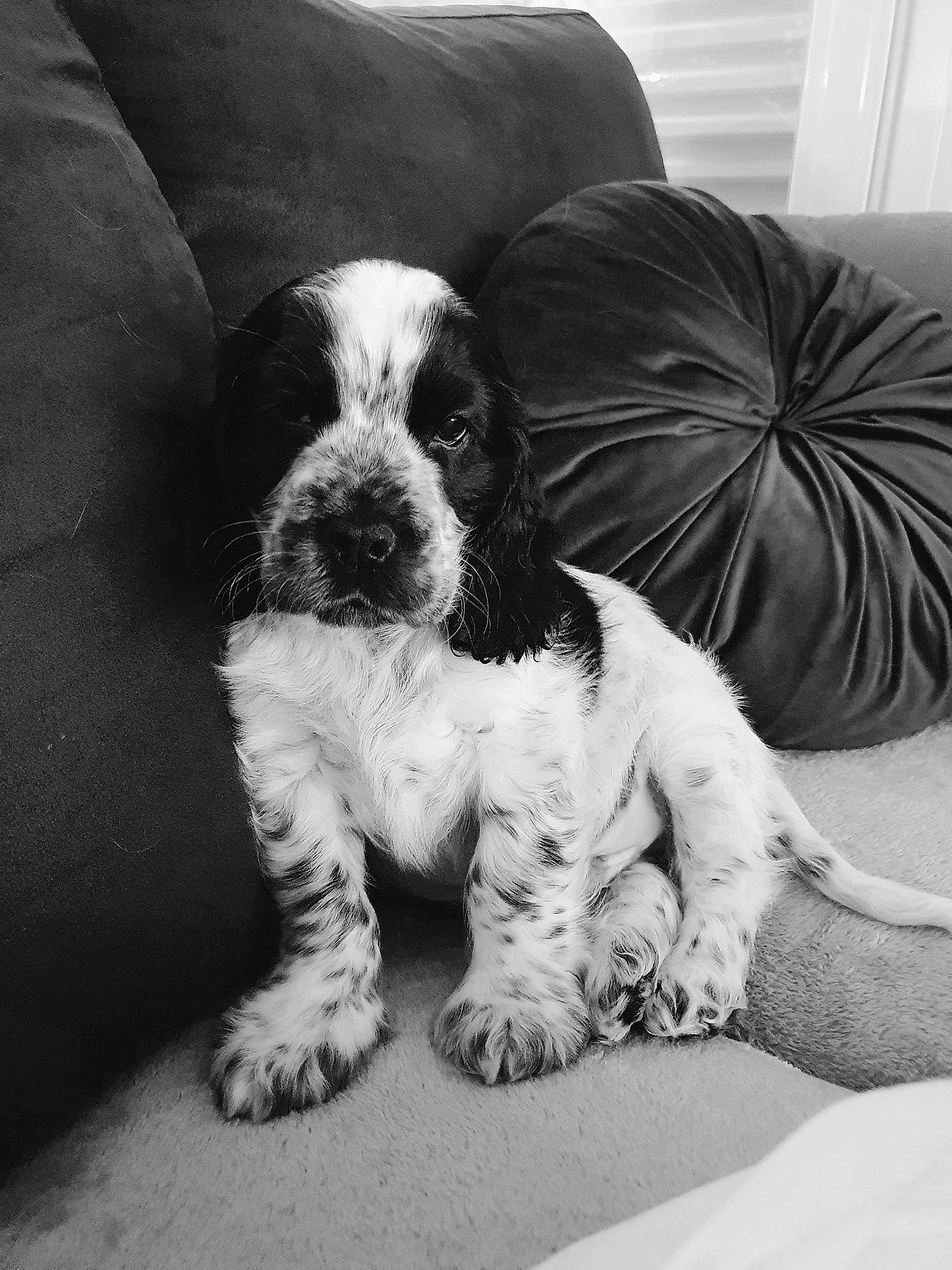 Ben a rejoint le concours — aidez-le/la à gagner de superbes lots ! american_cocker_spaniel, basset_hound, canidae, carnivore, cocker_spaniel, companion_dog, dog, dog_breed, english_cocker_spaniel, english_springer_spaniel, field_spaniel, mammal, puppy, rare_breed_dog, russian_spaniel, snout, spaniel, sporting_group, vertebrate