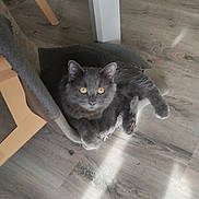 Alvin participe au concours pour gagner de l'argent avec cette photo : animal, cat, cozy, curious, domestic_cat, feline, floor, fur, gray_cat, hammock, home, indoor, pet, relaxed, resting, shadow, sunlight, wooden_chair, wooden_floor, yellow_eyes