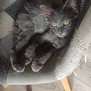 Alvin participe au concours pour gagner de l'argent avec cette photo : animal, armrest, cat, chair, cozy, curious, cute, domestic_cat, floor, furniture, furry, gray_cat, indoor, kitten, lying_down, patchwork, pet, resting, wood_floor, yellow_eyes
