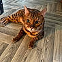 Inky joined the competition — help win amazing prizes! animal, bengal_cat, cat, curious, domestic_cat, ears, flooring, indoor, large_eyes, laying_down, orange_brown, paws, pet, relaxed, spotted, striped, tennis_ball, toy, whiskers, wooden_floor