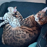 Inky is registered to the contest to win money with this photo: animal, black_chair, cat, chair, companion, cozy, cuddle, cute, domestic, feline, fur, green_eyes, indoor, kitten, pet, relaxed, resting, spotted, striped, whiskers