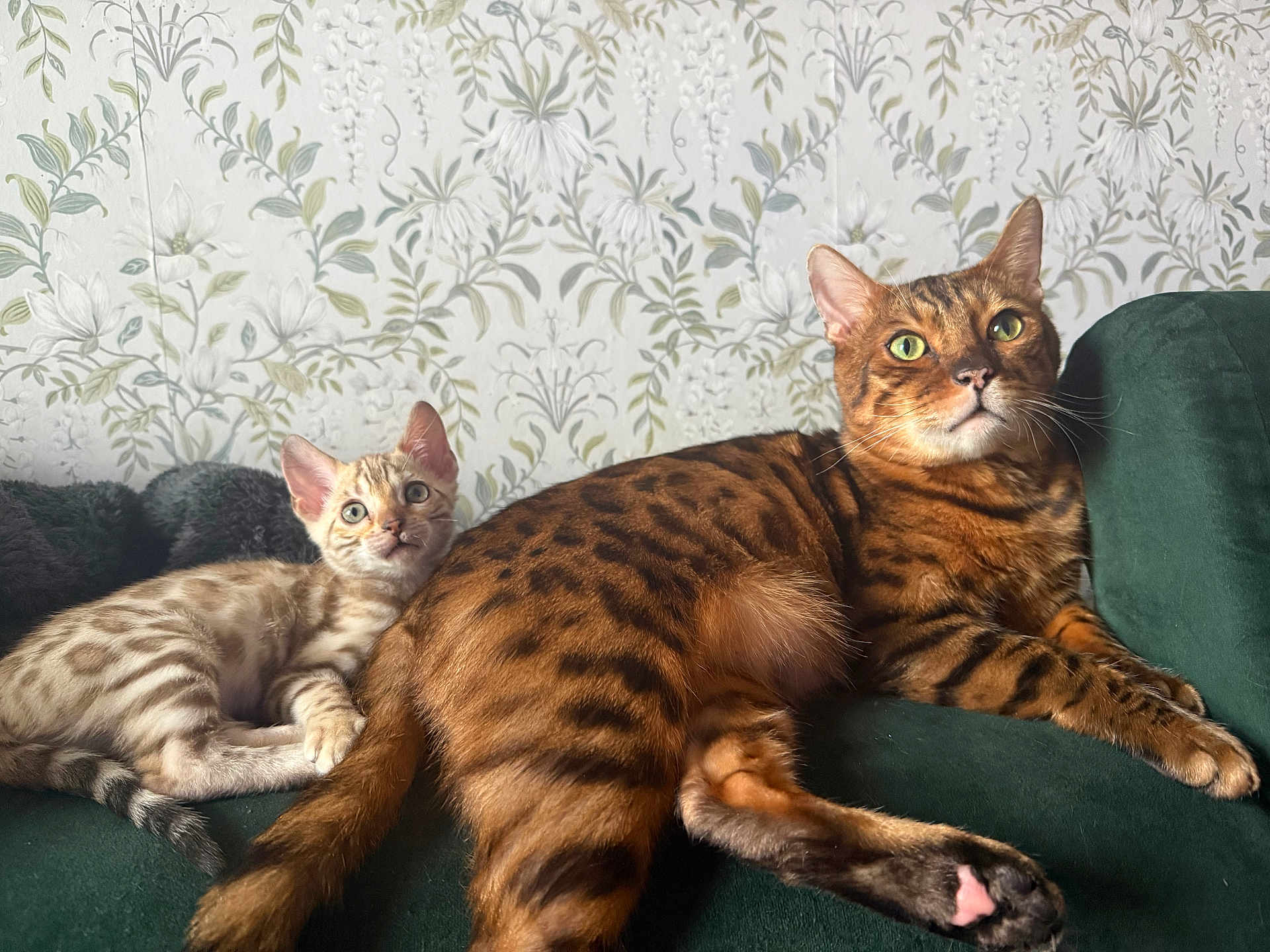 Inky is registered to the contest to win money with this photo: bengal_cat, kitten, adult_cat, green_couch, floral_wallpaper, spotted_coat, lying_down, indoor, pets, curious, relaxed, feline, whiskers, ears, tail, eyes, fur, mammal, domestic_animal, companion