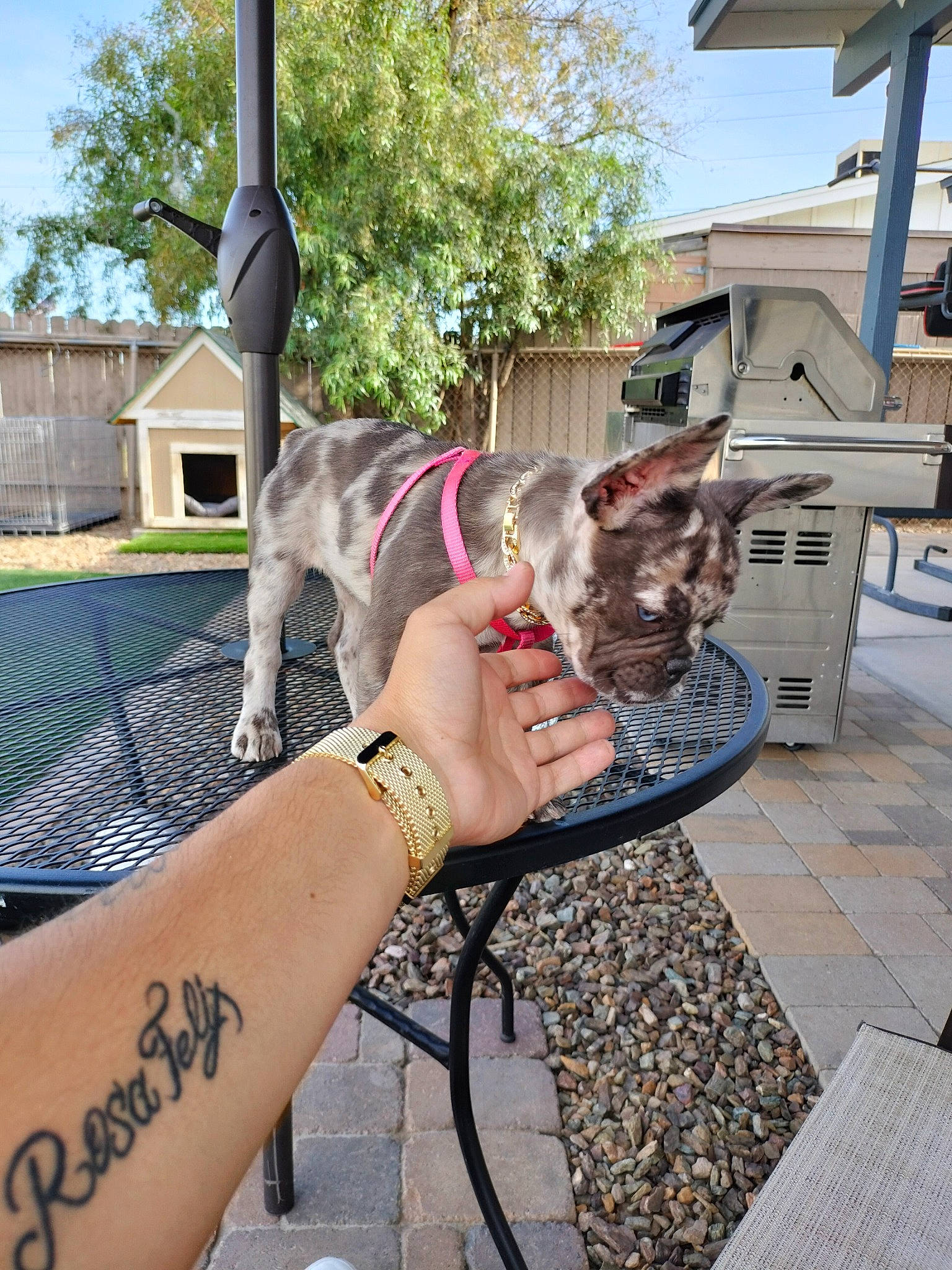 Amari Cooper is registered to the contest to win money with this photo: bracelet, carnivore, dress, eyewear, fashion_accessory, fawn, finger, foot, gesture, human_leg, jewellery, leisure, mammal, metal, nail, sky, thigh, tree, vision_care, wrist